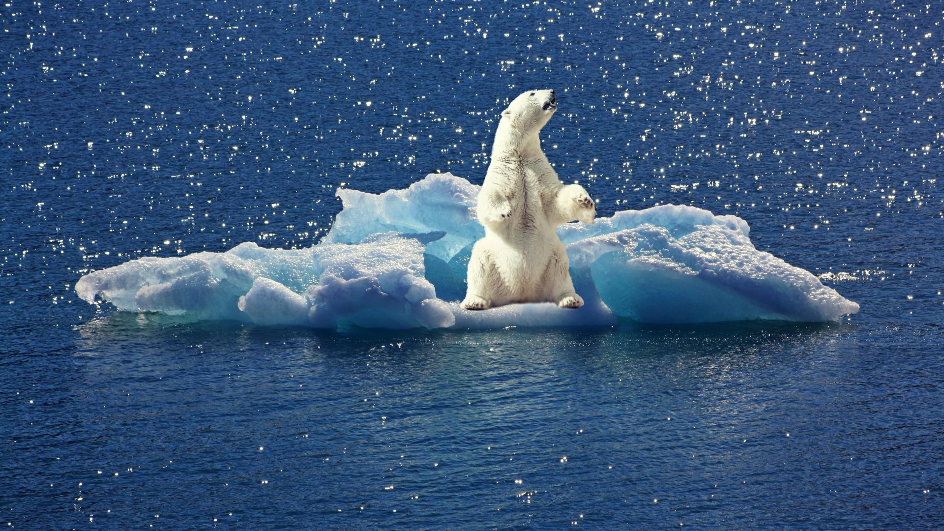 Foto van een ijsbeer, alleen op een afgebroken ijsschots midden in de oceaan